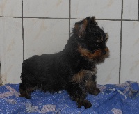 CHIOT