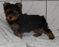 CHIOT